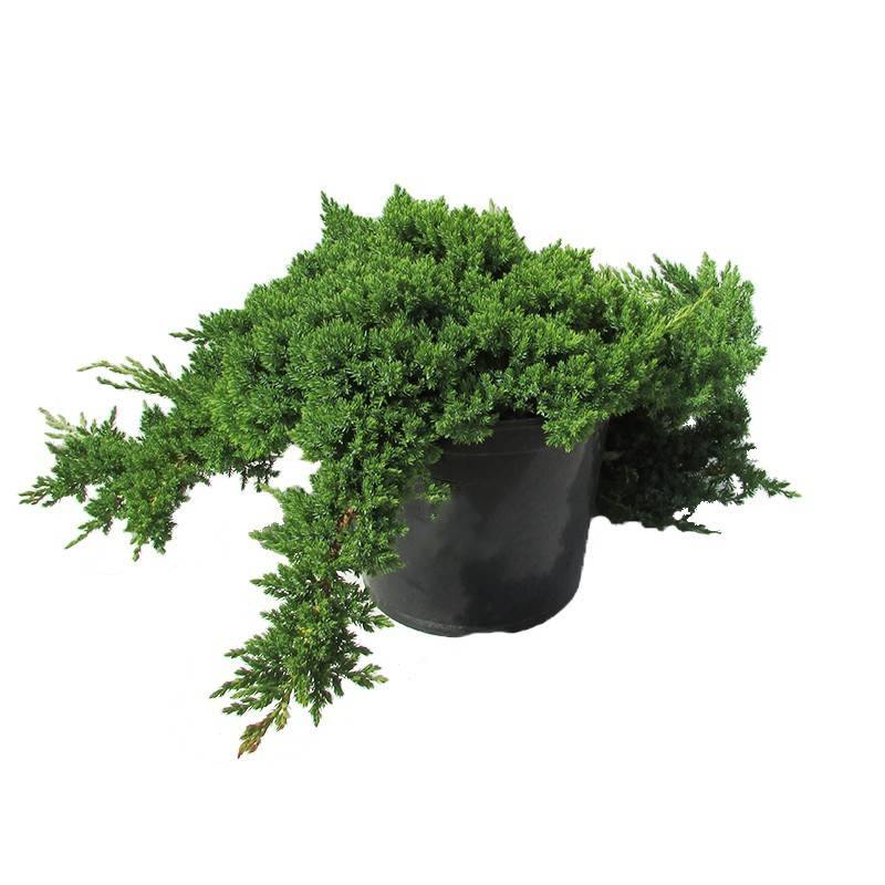 Enebro llorón enano - Juniperus procumbens nana - El Nou Garden