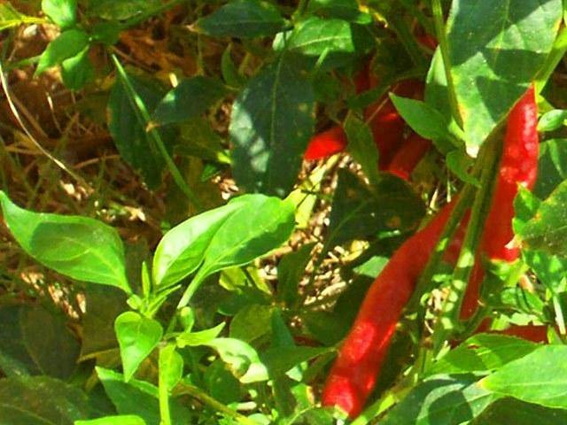 Chile Casero siberiano - Capsicum annuum - Semillas naturales - El Nou Garden