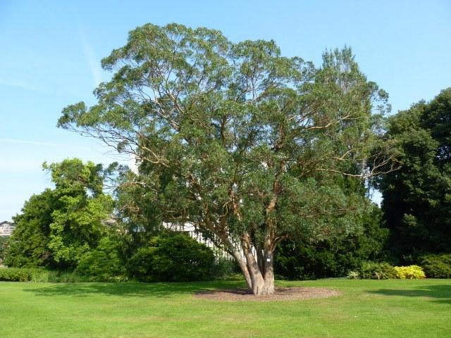 Eucalipto limón - Eucalyptus citriodora - Corymbia citrodora - Eucalipto olor de limón - El Nou Garden