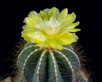 Parodia magnifica - Eriocactus magnificus