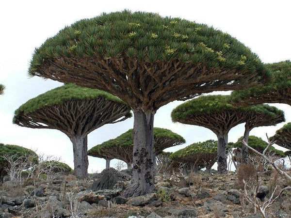 Drago de Canarias - Dracaena draco