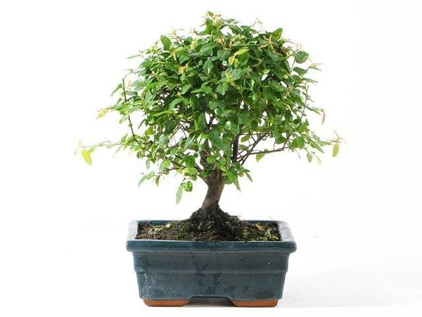 Ciruelo dulce chino - Sageretia theezans - Bonsai