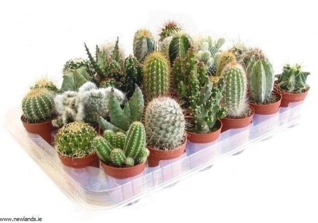 Cactus, crasas y suculentas variados - El Nou Garden