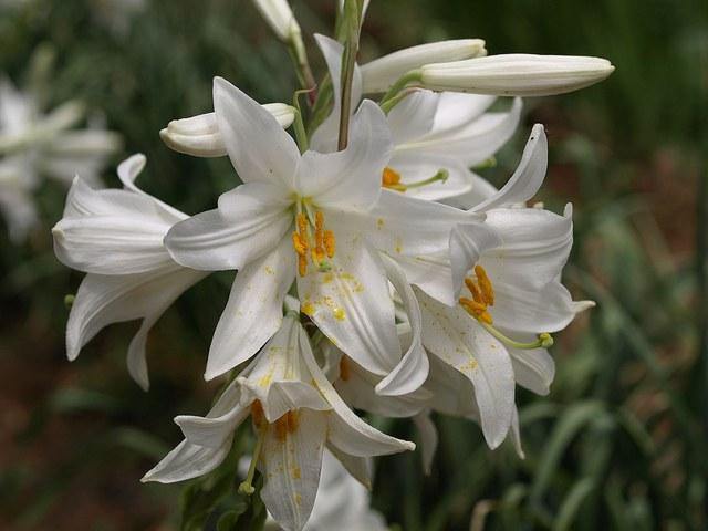 Azucena blanca - Llilium candidum - El Nou Garden