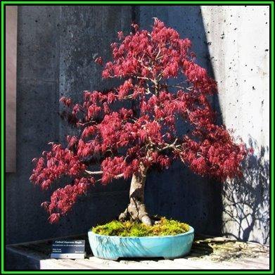 Arce japonés palmeado púrpura - Acer palmatum dissectum - Bonsai - El Nou Garden