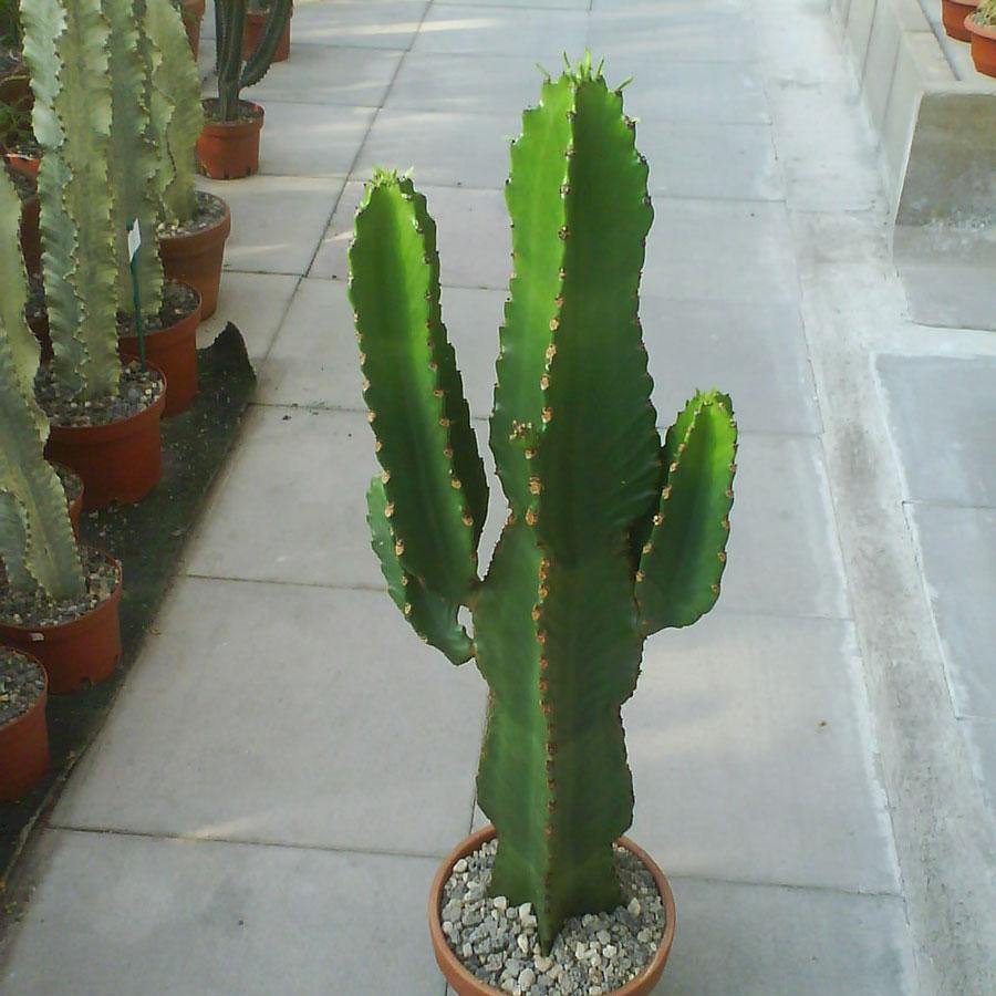 Arbol candelabro - Euphorbia ingens - El Nou Garden
