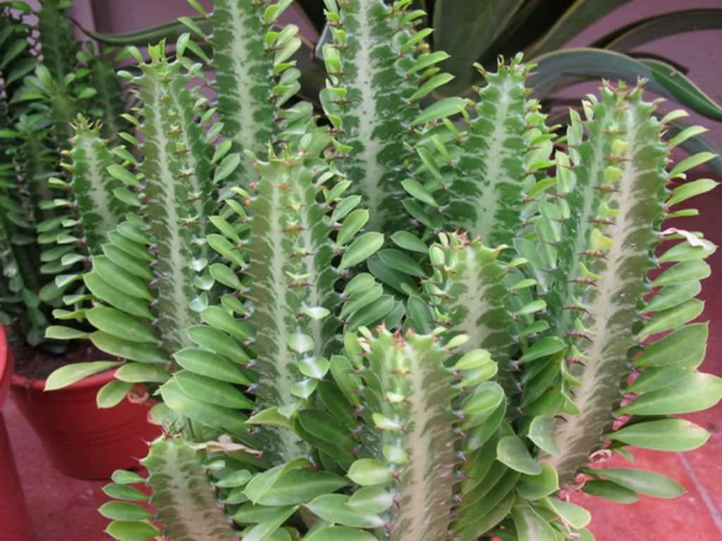 Euforbio Trigona Green - Euphorbia - El Nou Garden