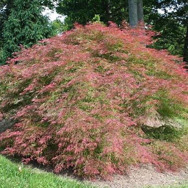 Arce japonés palmeado 'Baldsmith' - Acer palmatum - El Nou Garden