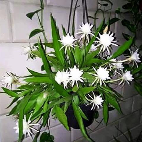 Epiphyllum Pumilum - El Nou Garden