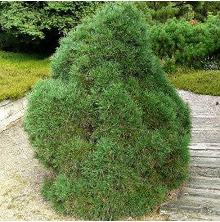 Pino silvestre Globosa Viridis - Pinus sylvestris