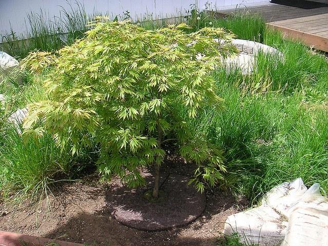 Arce japonés Omurayama - Acer palmatum Omurayama - El Nou Garden