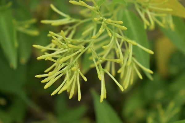 Galán de noche - Cestrum nocturnum - Dama de noche