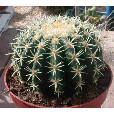 Asiento de suegra - Echinocactus grusonii inermis - El Nou Garden
