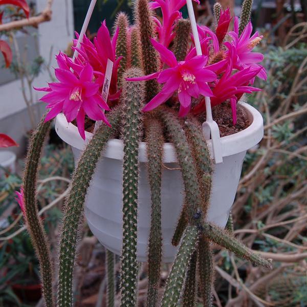 Cactus cola de rata - Aporocactus flagelliformis - El Nou Garden