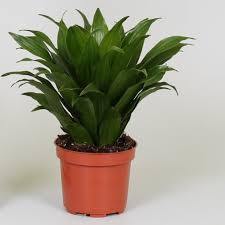 Drácena Compacta - Dracaena fragrans