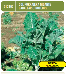 Col forrajera gigante caballar variedad Proteor - Semillas - Batlle - El Nou Garden