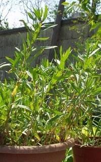 Estragón - Artemisia dracunculus - Semillas naturales - El Nou Garden