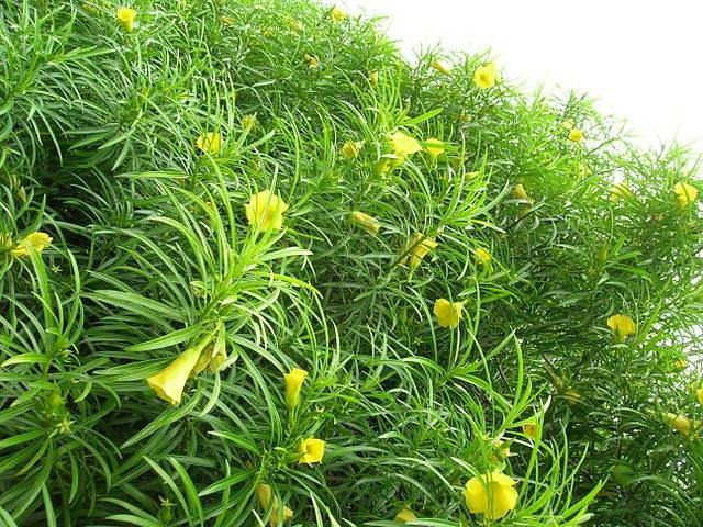 Adelfa amarilla - Thevetia peruviana - Laurel amarillo - El Nou Garden