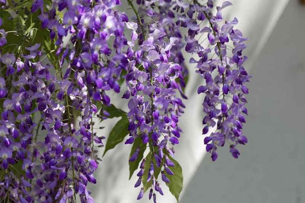 Glicinia japonesa Carina - Wisteria floribunda