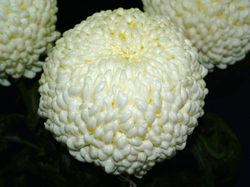 Crisantemo Turner - Chrysanthemum grandiflorum - El Nou Garden
