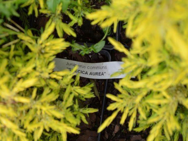 Enebro común Suecica aurea - Juniperus communis - El Nou Garden
