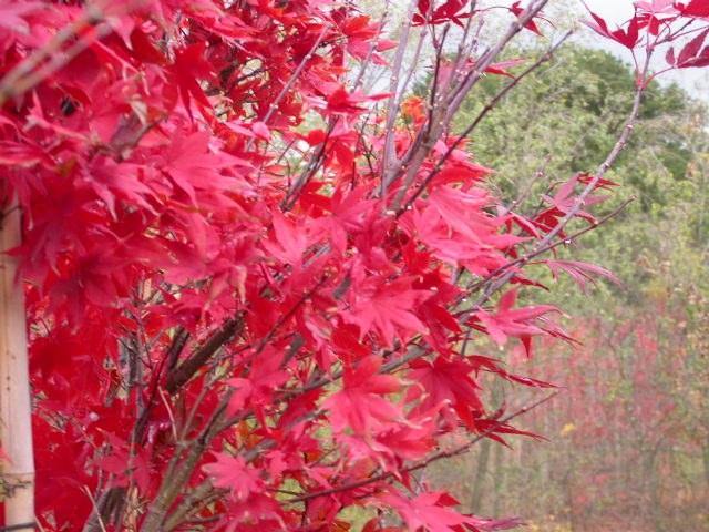Arce japonés Okagami - Acer palmatum Okagami - El Nou Garden