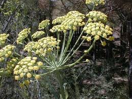 Anís - Pimpinella anisum - Semillas naturales - El Nou Garden