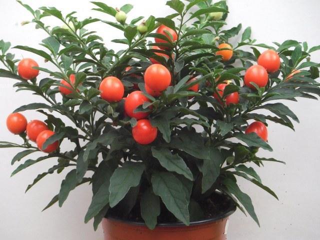 Cerezo de Jerusalén - Solanum pseudocapsicum - El Nou Garden