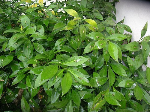 Salicaria - Lythrum salicaria