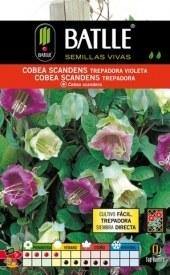Cobea - Cobea scandens - Semillas - Batlle - El Nou Garden