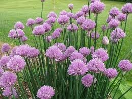 Cebollino anual - Allium schoenoprasum - Semillas - Batlle - El Nou Garden