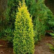 Cedro limón Golden Cone - Cupressus macrocarpa - El Nou Garden