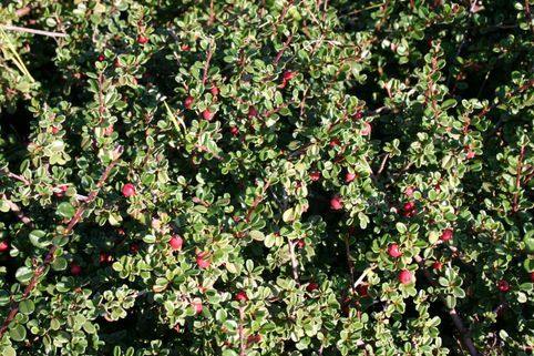 Cotoneaster Cochleatus - Cotoneaster mycrophylla
