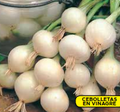 Cebolla blanca de la reina - Allium cepa - Semillas - Batlle - El Nou Garden