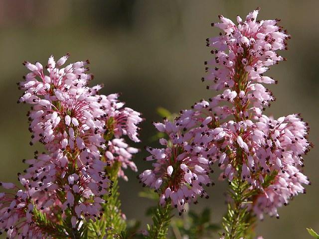 Brezo de invierno - Bruguera - Erica multiflora - El Nou Garden