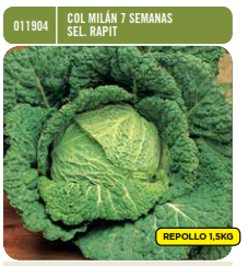 Col de Milán temprana 7 semanas selección Rapit - Brassica oleracea - Semillas - Batlle - El Nou Garden