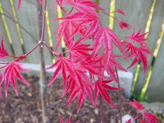 Arce japonés Shindeshojo - Acer palmatum Shindeshojo - El Nou Garden
