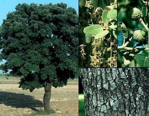 Encina - Quercus ilex - El Nou Garden