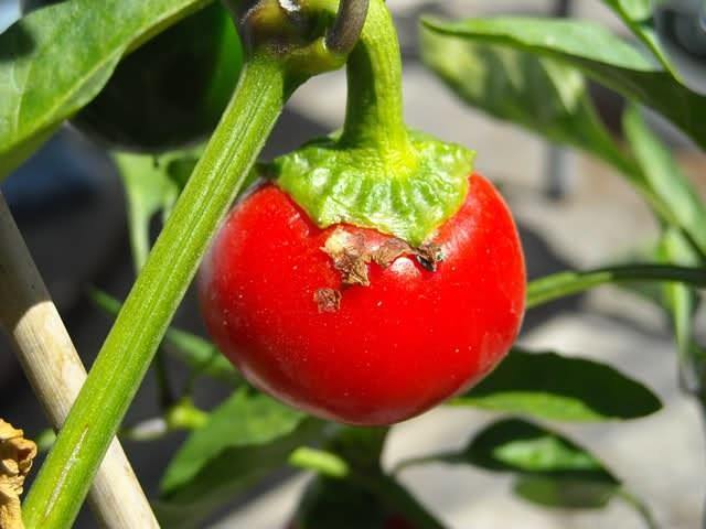 Chile Cereza húngaro - Capsicum annuum - Semillas naturales - El Nou Garden