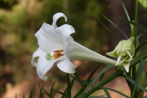 Azucena de trompeta - Lilium longiflorum - Bulbos - El Nou Garden
