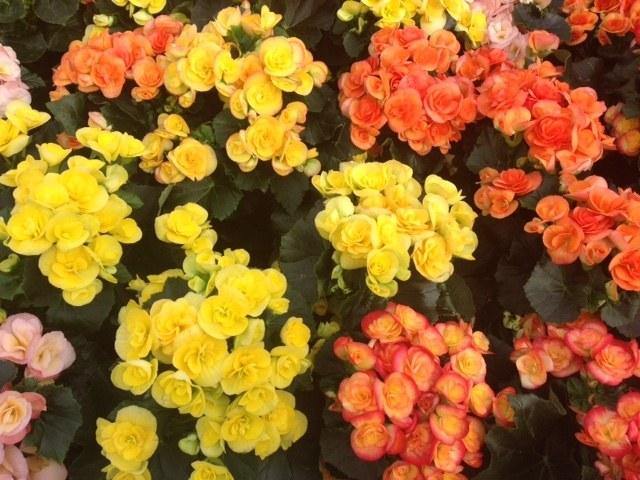 Begonia de flor - Begonia elatior - Begonia Hiemalis - El Nou Garden