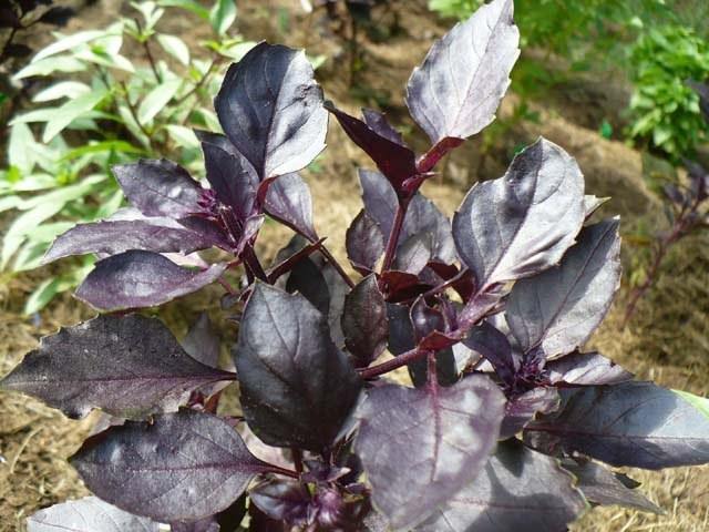 Albahaca púrpura - Ocimum basilicum - Semillas naturales - El Nou Garden