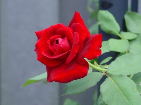 Rosal trepador Texas continental