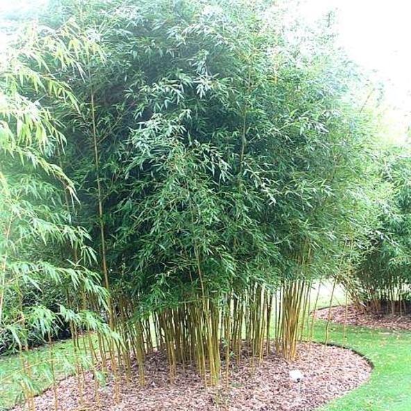 Bambú Spectabilis - Phyllostachys aureosulcata - El Nou Garden