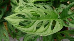 Costilla de Adán Obliqua - Monstera