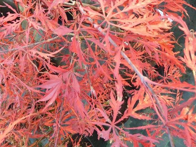 Arce japonés Crimsom Princess - Acer palmatum dissectum Crimson Princess - El Nou Garden