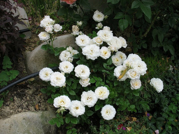 Rosal miniatura Snow Meillandina Meigovin