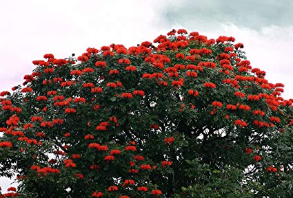Tulipán de Gabón - Spathodea campanulata