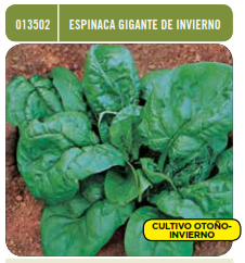 Espinaca gigante de invierno - Spinacia oleracea - Semillas - Batlle - El Nou Garden