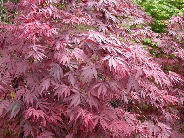 Arce japonés Red Emperor - Acer palmatum Red Emperor - El Nou Garden